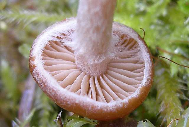 Una strana Galerina  lillipuziana